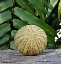 Green Lamp Finial, Sea Urchin