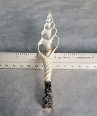 Sea Shell Lamp Finial, Tall Off White Spindle
