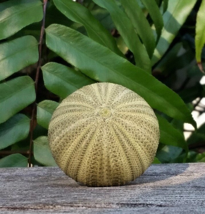 Green Lamp Finial, Sea Urchin