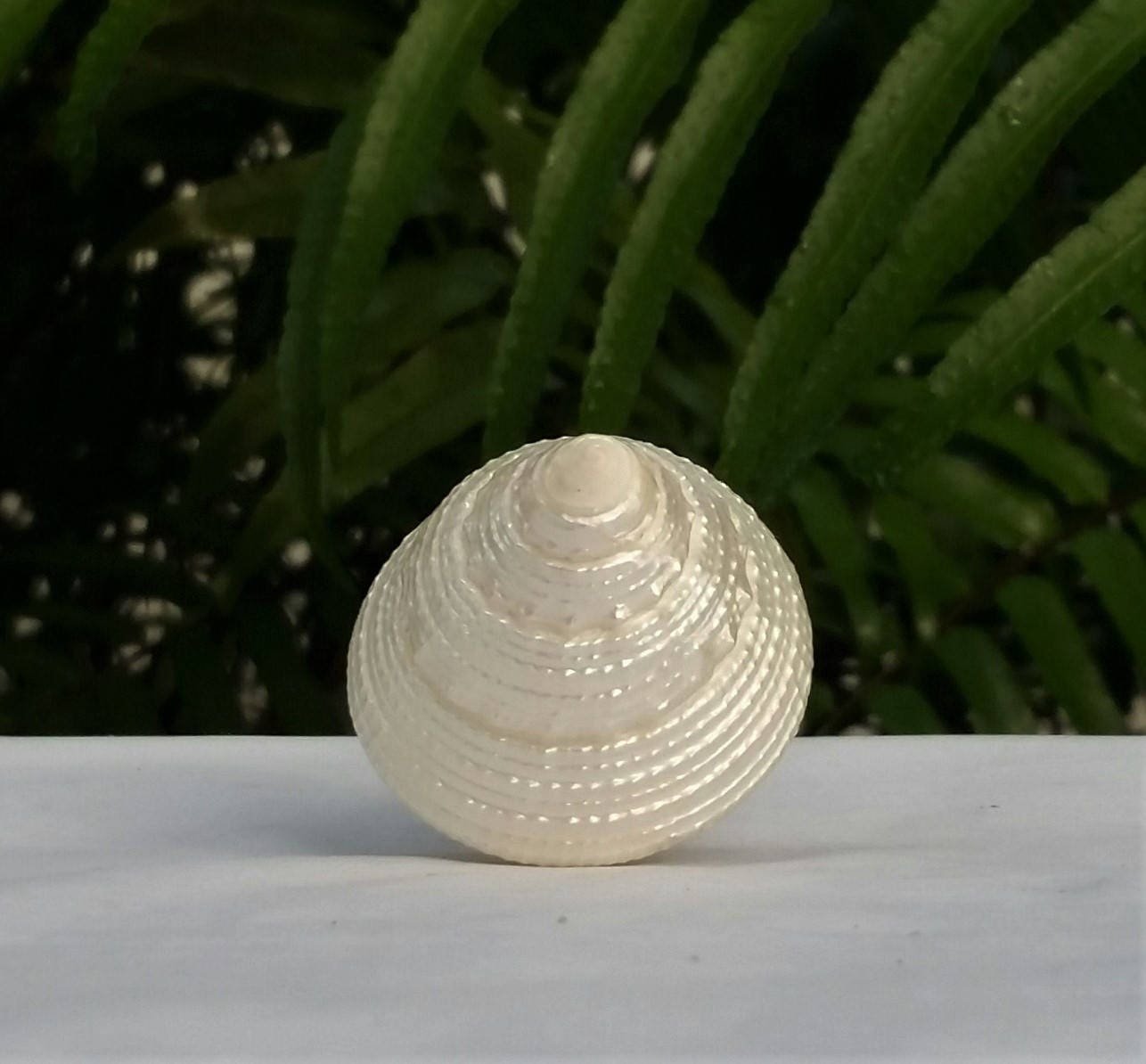 Sea Shell Lamp Finial, Pearl White