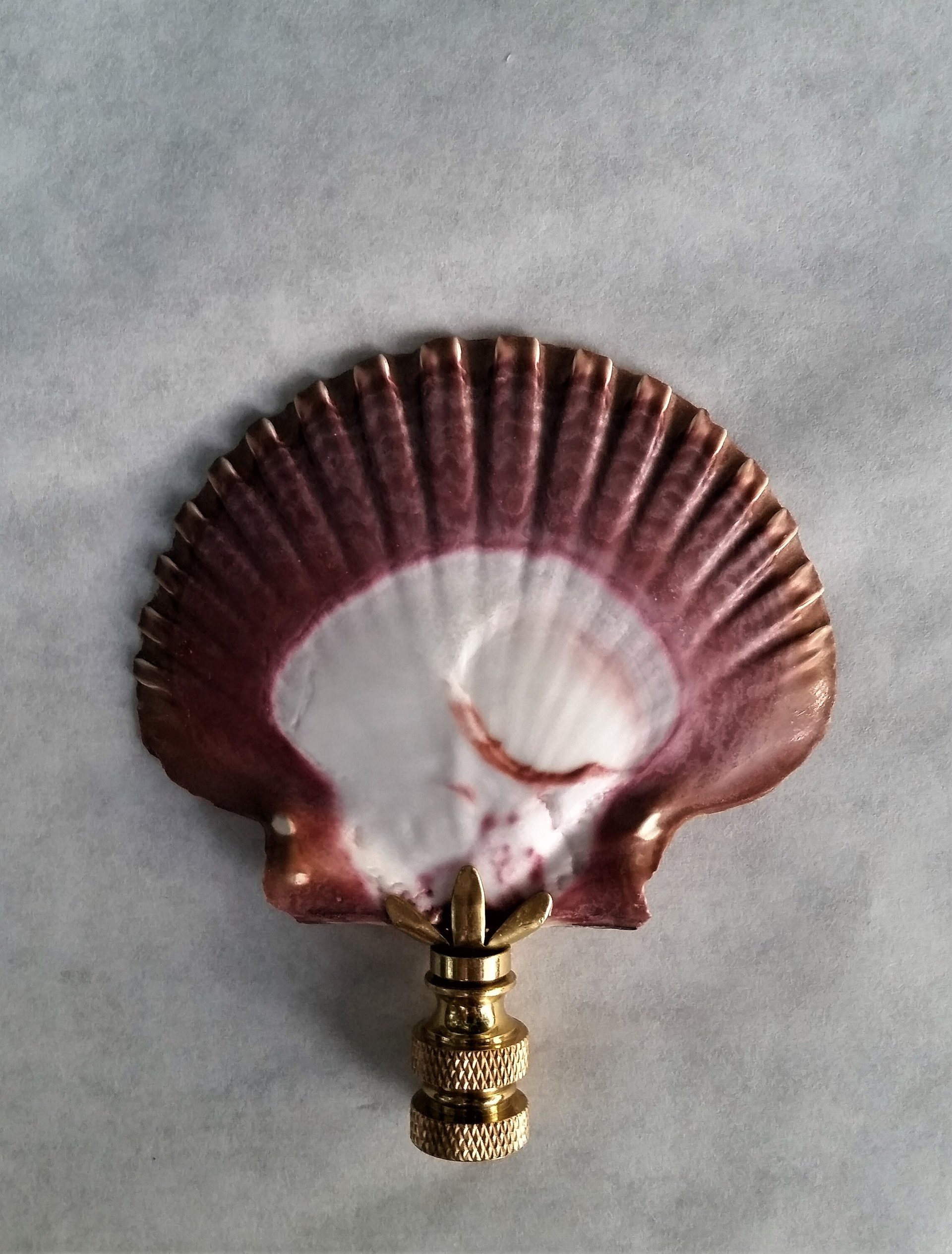 Lamp Finial, Large Sea Shell, Cordovan