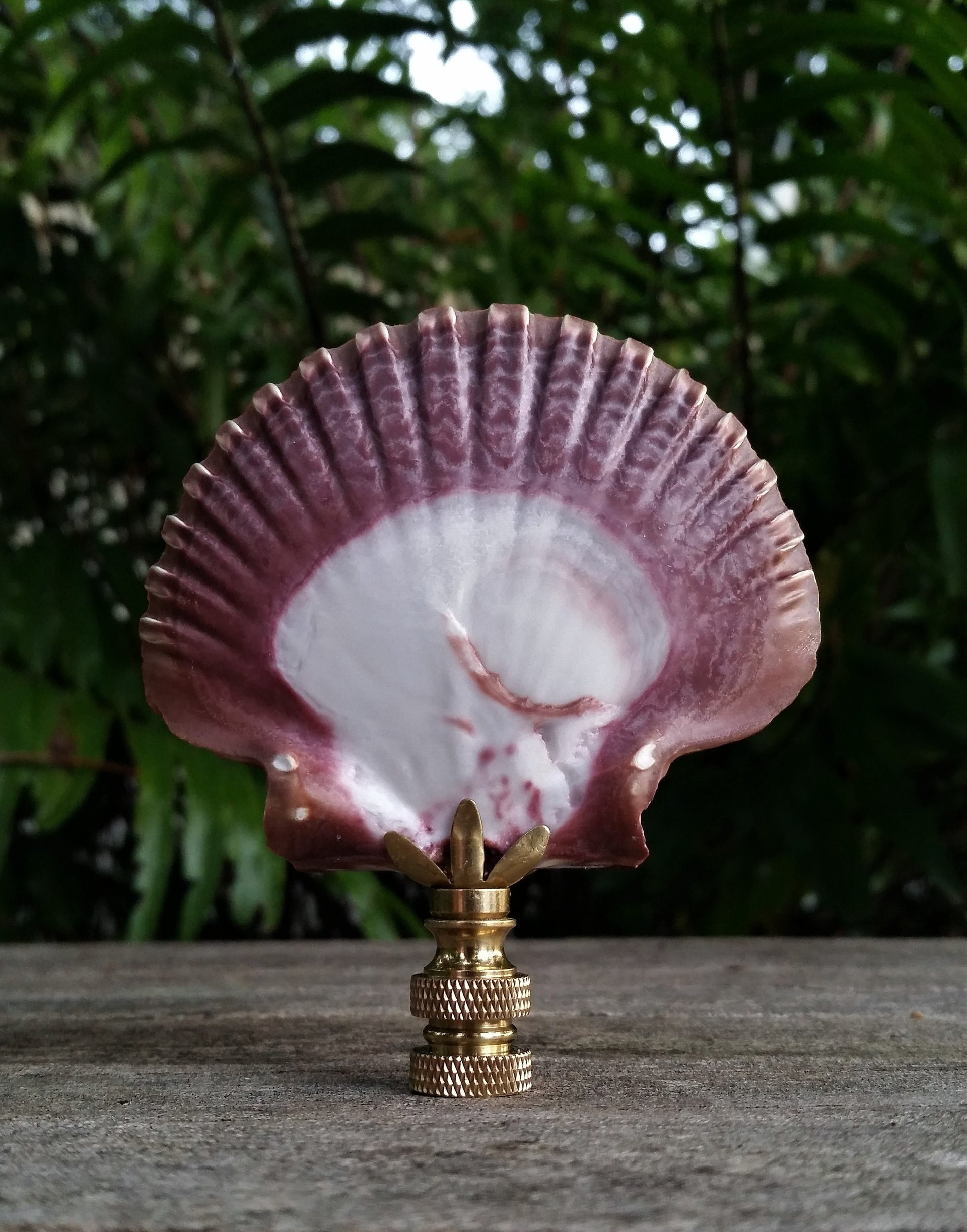 Lamp Finial, Large Sea Shell, Cordovan