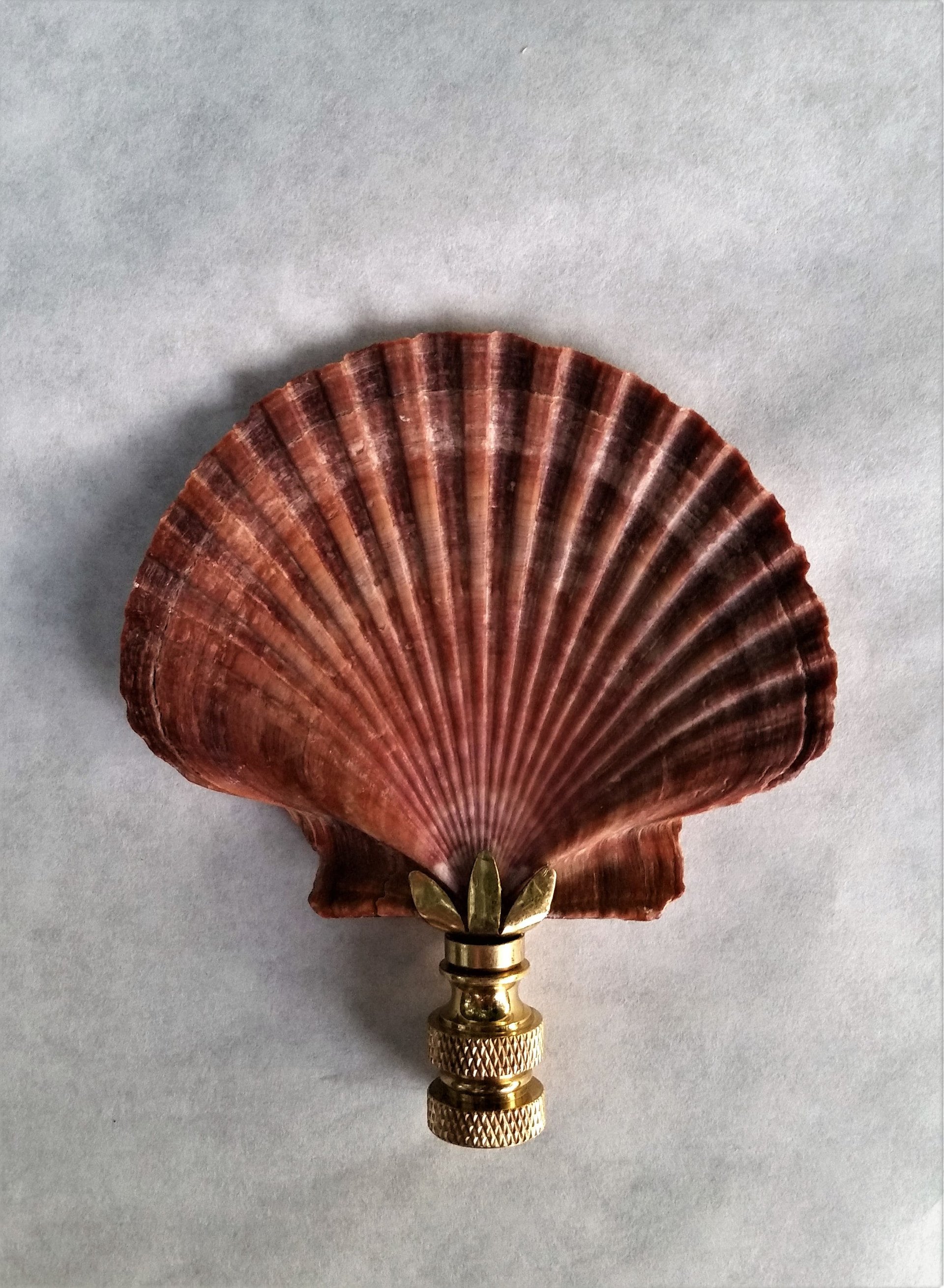 Lamp Finial, Large Sea Shell, Cordovan