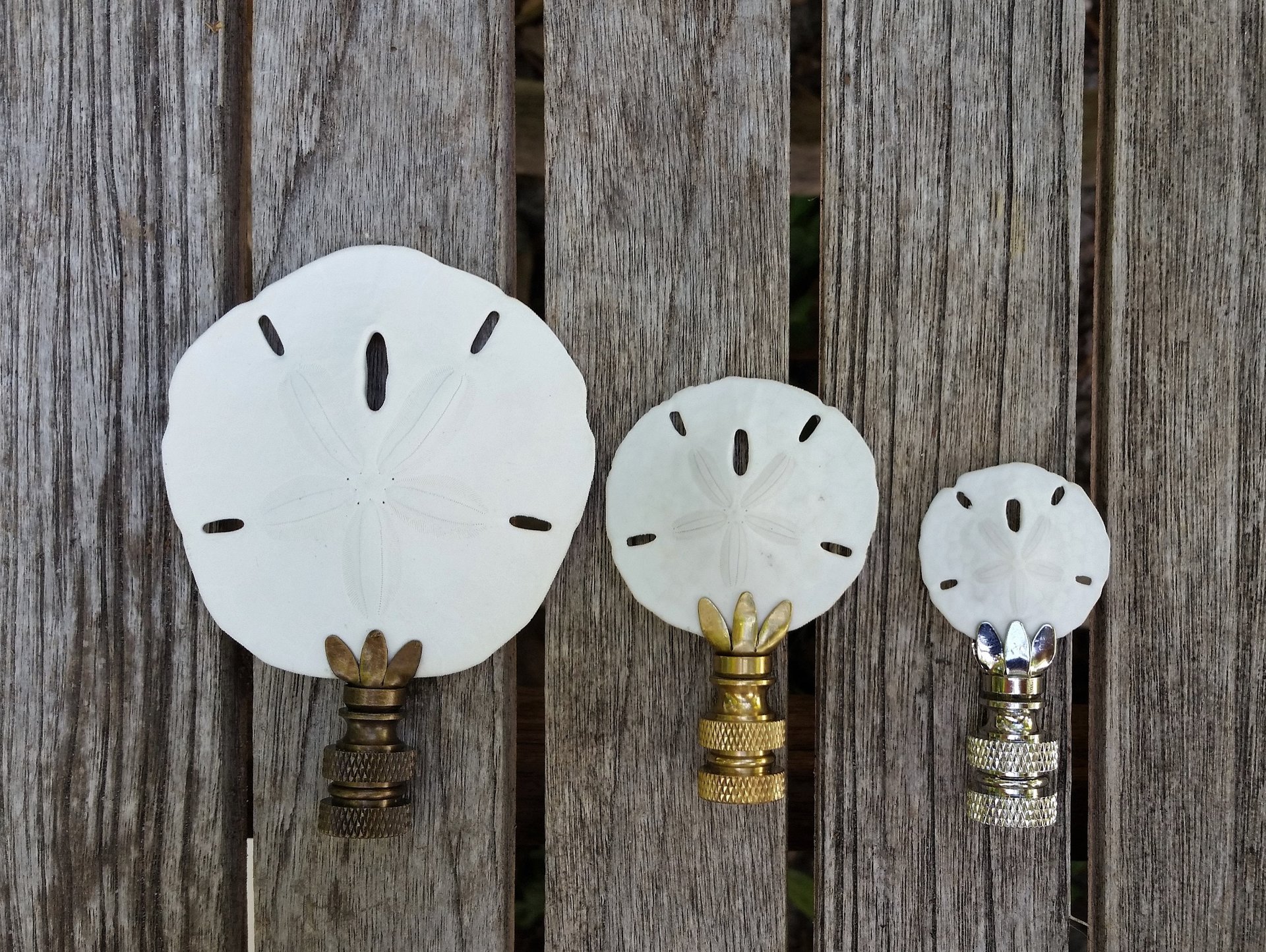 Sand Dollar Lamp Finial, Various Sizes